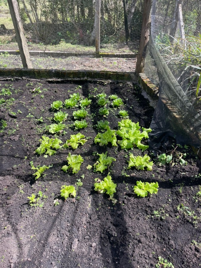 Chácara, 10000 m² - Foto 6