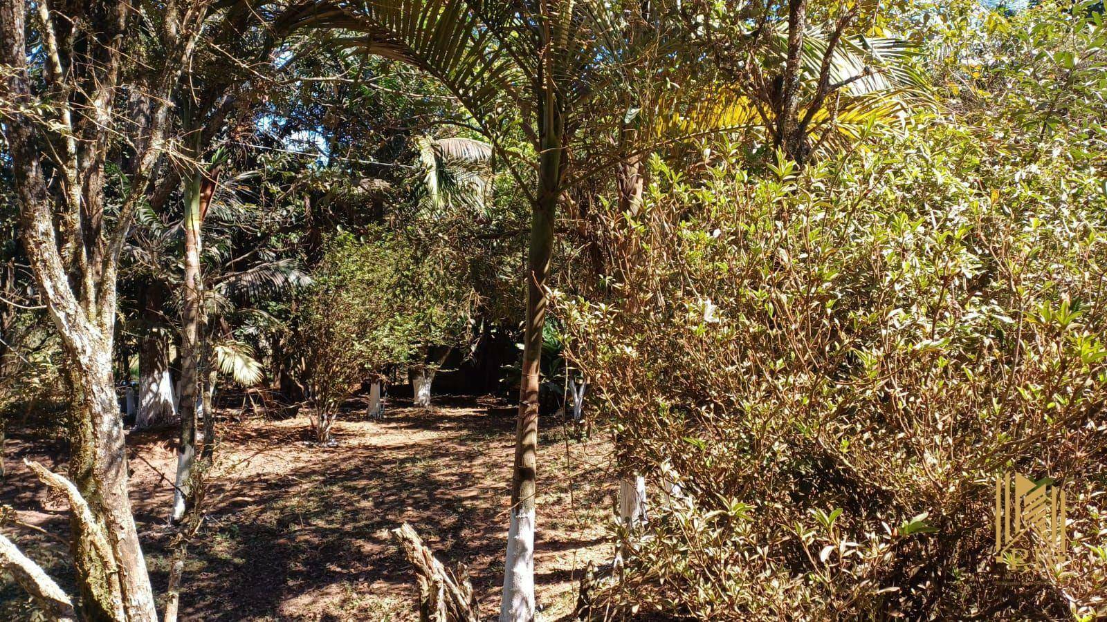 Chácara à venda com 2 quartos, 10500M2 - Foto 10