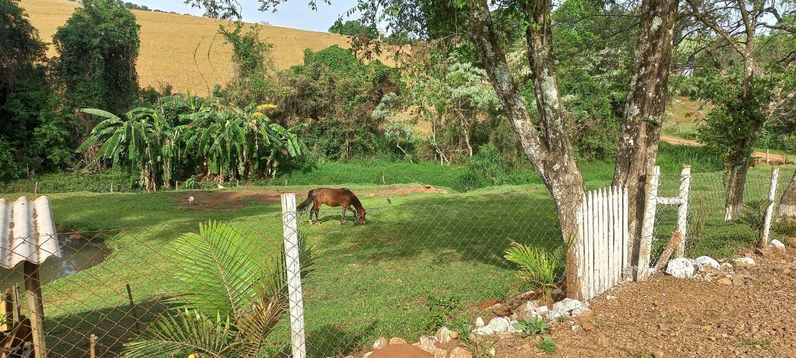 Fazenda à venda com 4 quartos, 12000m² - Foto 8