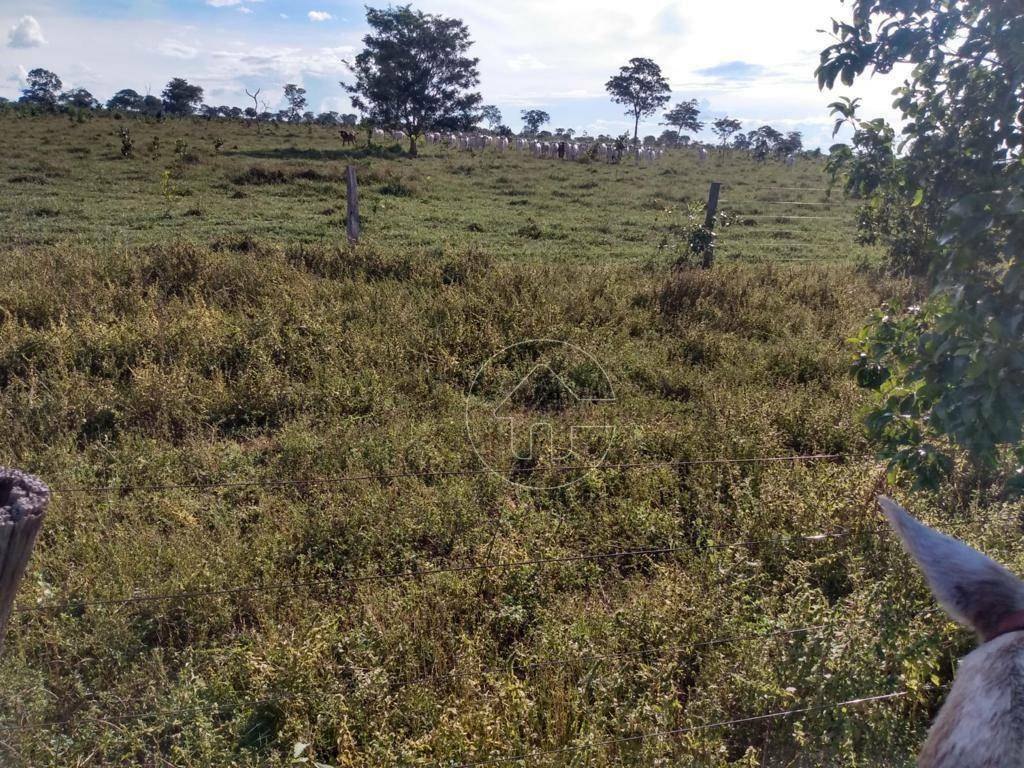 Fazenda-Sítio-Chácara, 987 hectares - Foto 4