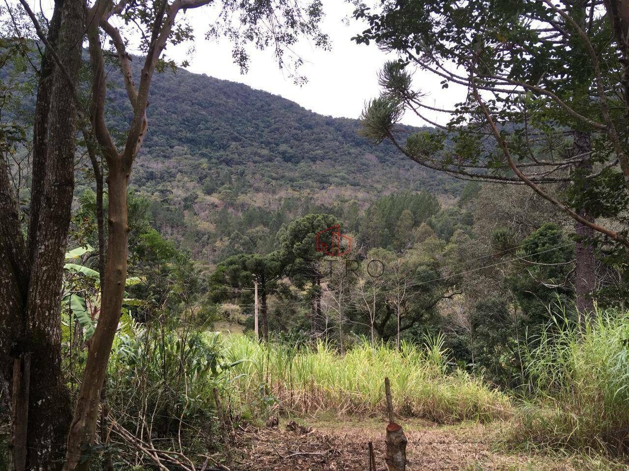 Sítio à venda, 30000M2 - Foto 3