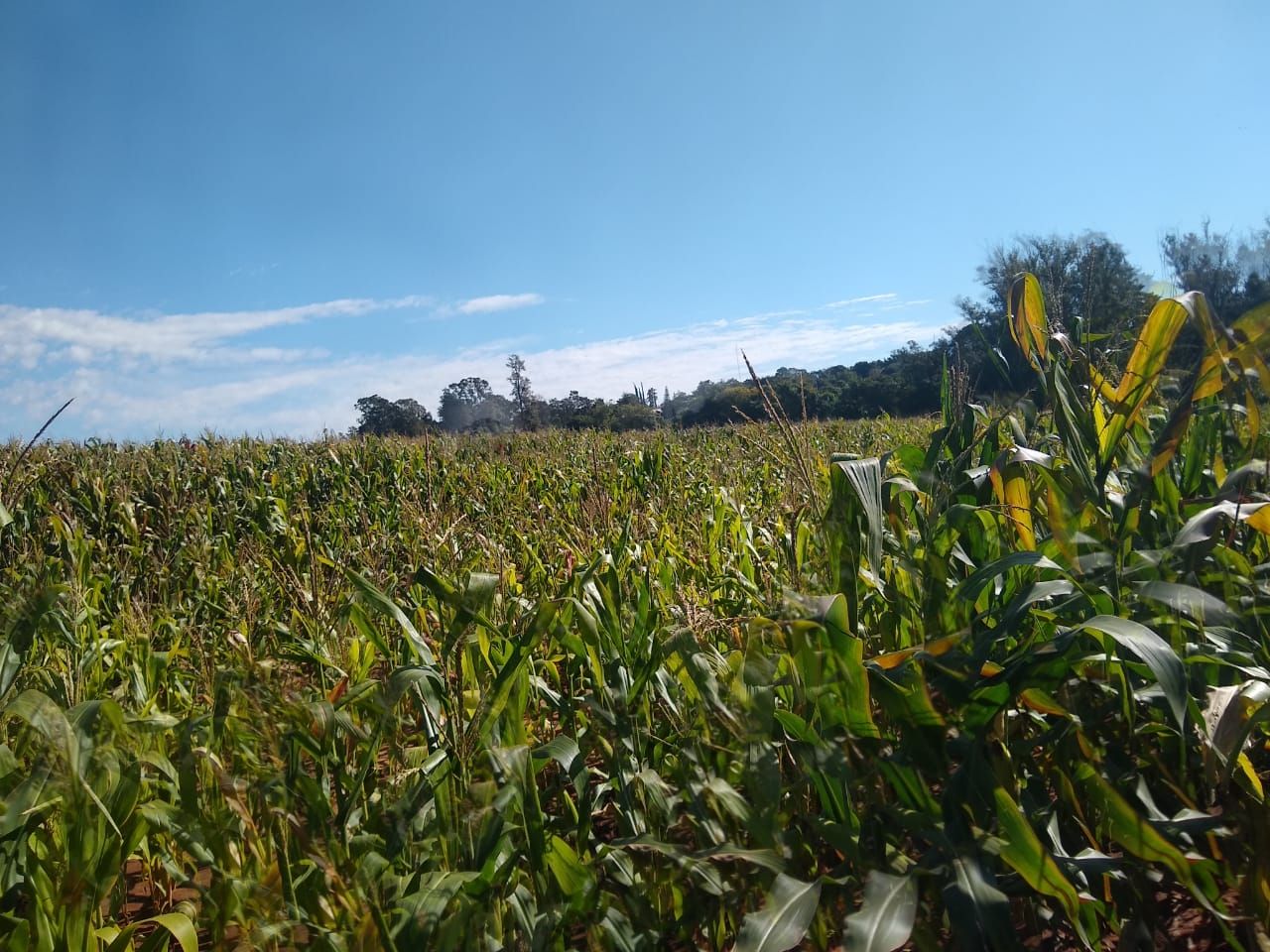 Terreno à venda, 181500M2 - Foto 6