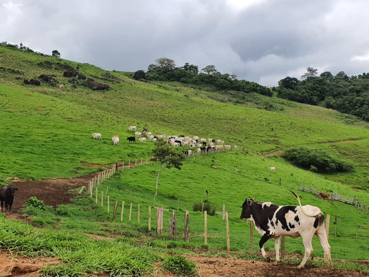 Fazenda à venda com 2 quartos, 220m² - Foto 24