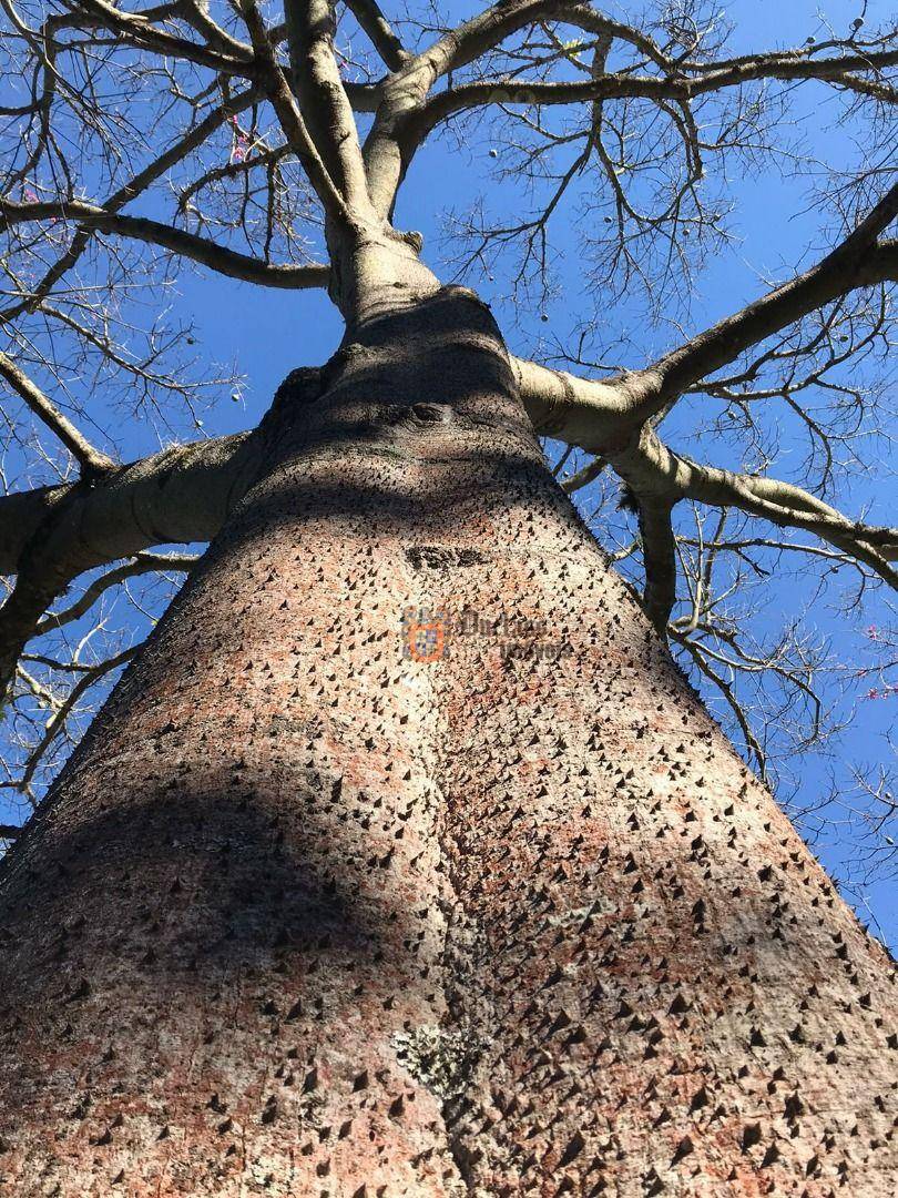 Sítio, 2 quartos, 2 hectares - Foto 4