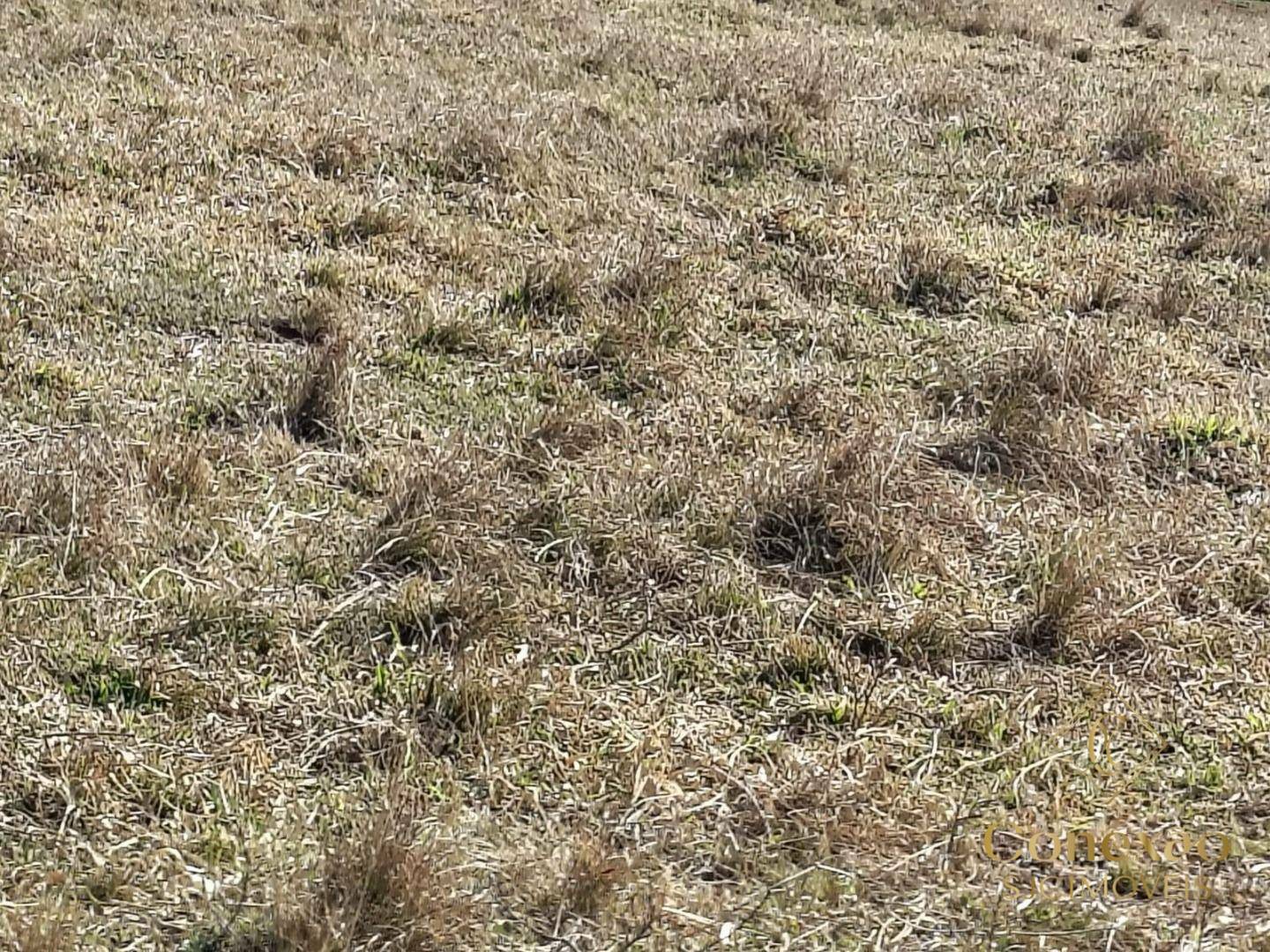 Terreno, 5 hectares - Foto 2