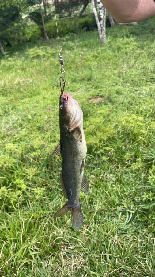 Chácara, 10000 m² - Foto 37