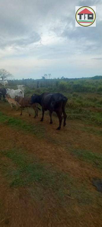 Fazenda à venda, 35380400M2 - Foto 26