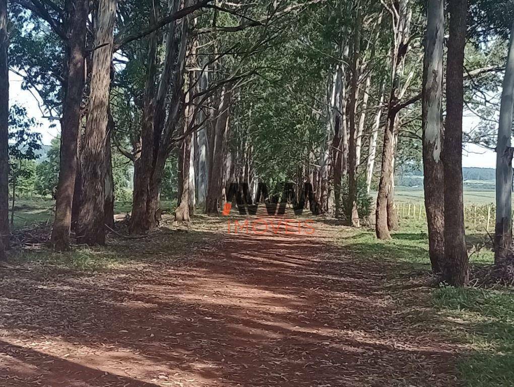Fazenda à venda com 4 quartos, 820000M2 - Foto 5
