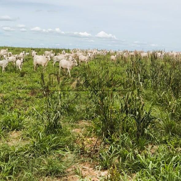 Fazenda à venda, 2856m² - Foto 21