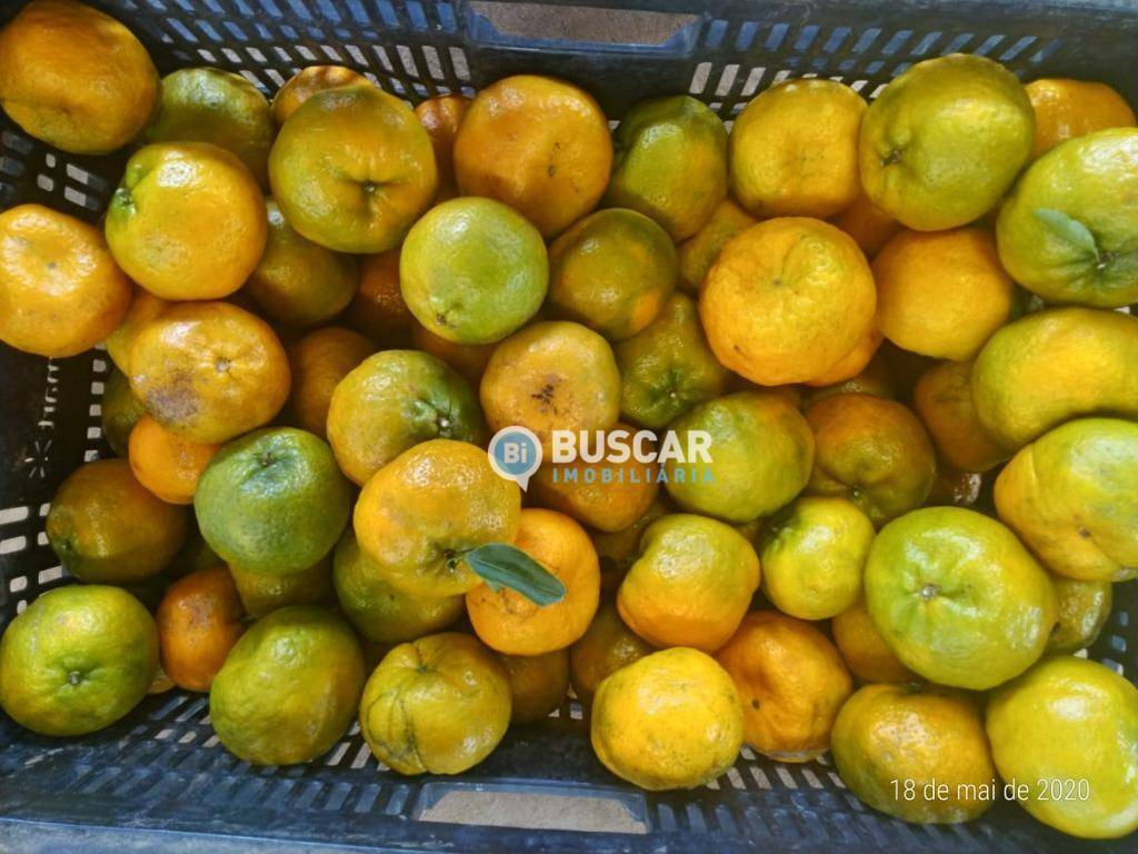 Fazenda à venda com 11 quartos, 440000M2 - Foto 59