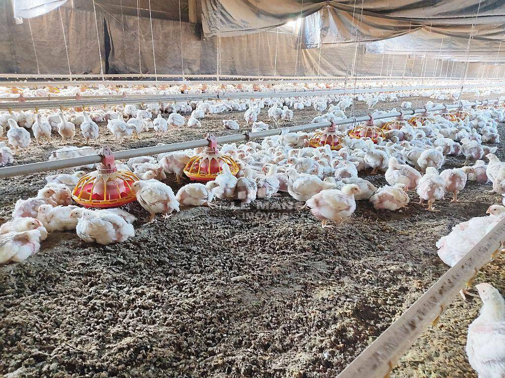 Fazenda, 5 hectares - Foto 1