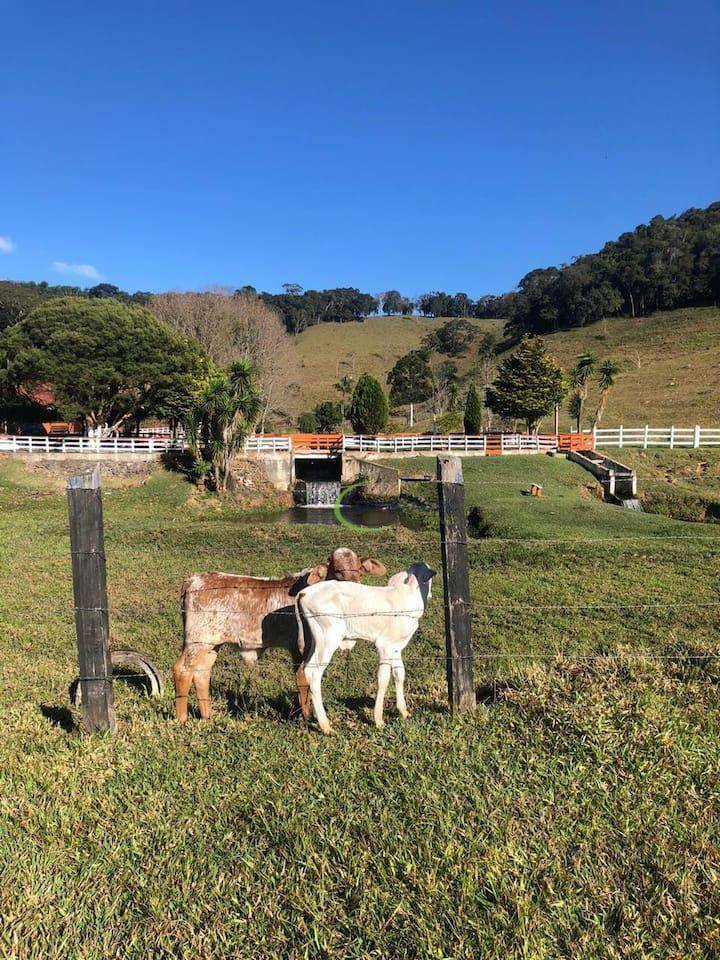 Fazenda à venda com 3 quartos, 1080000M2 - Foto 11