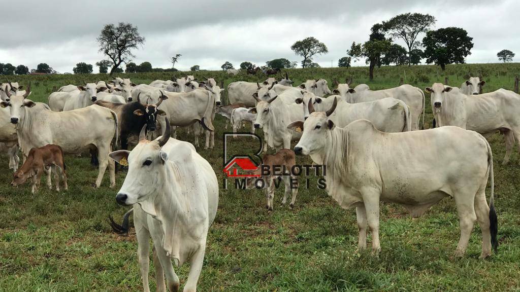 Fazenda à venda, 21973600M2 - Foto 13