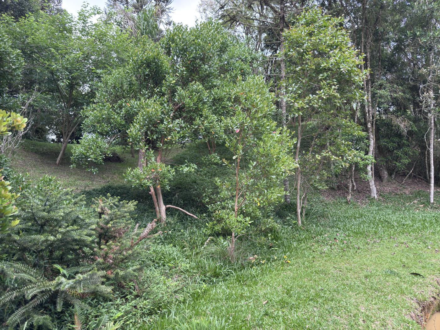 Chácara à venda com 4 quartos, 15000m² - Foto 54