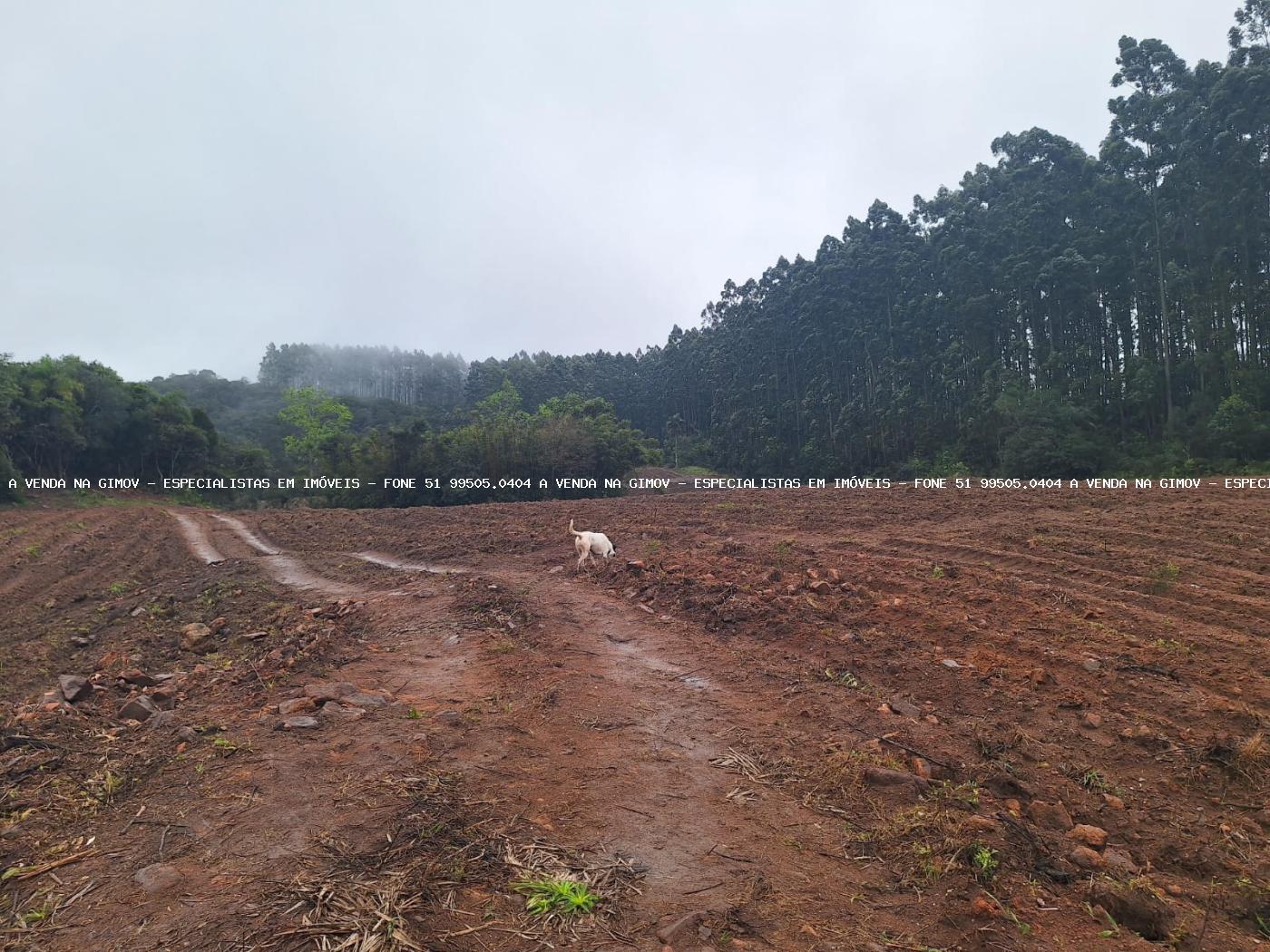 Fazenda à venda com 2 quartos, 141000m² - Foto 29