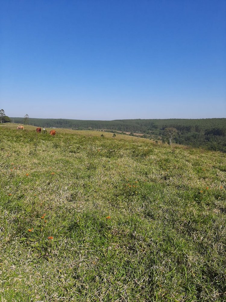 Fazenda-Sítio-Chácara, 50 hectares - Foto 1