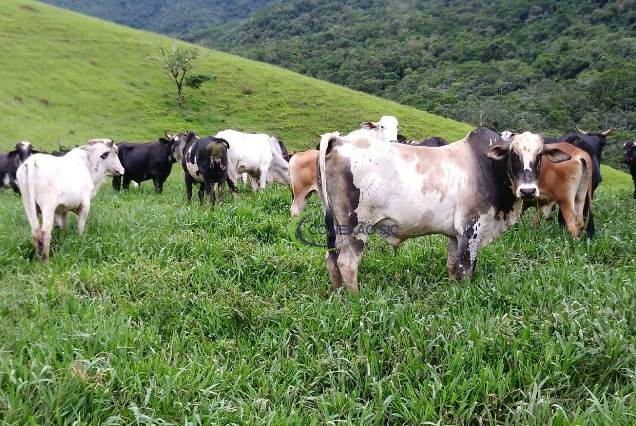 Fazenda à venda com 3 quartos, 2970000M2 - Foto 24