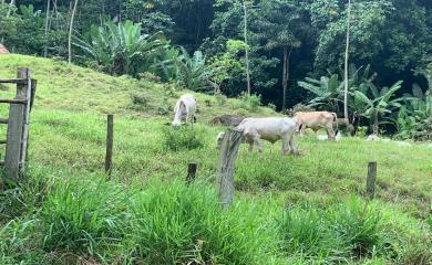 Fazenda à venda com 1 quarto, 210000m² - Foto 6