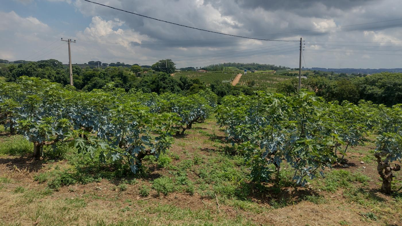 Fazenda à venda, 50000m² - Foto 16