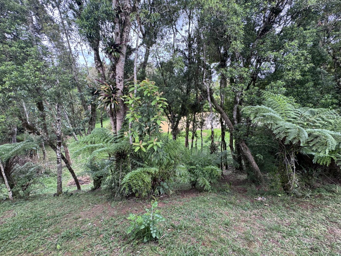 Chácara à venda com 4 quartos, 15000m² - Foto 32