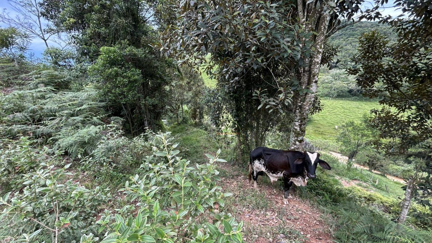 Terreno, 9 hectares - Foto 20