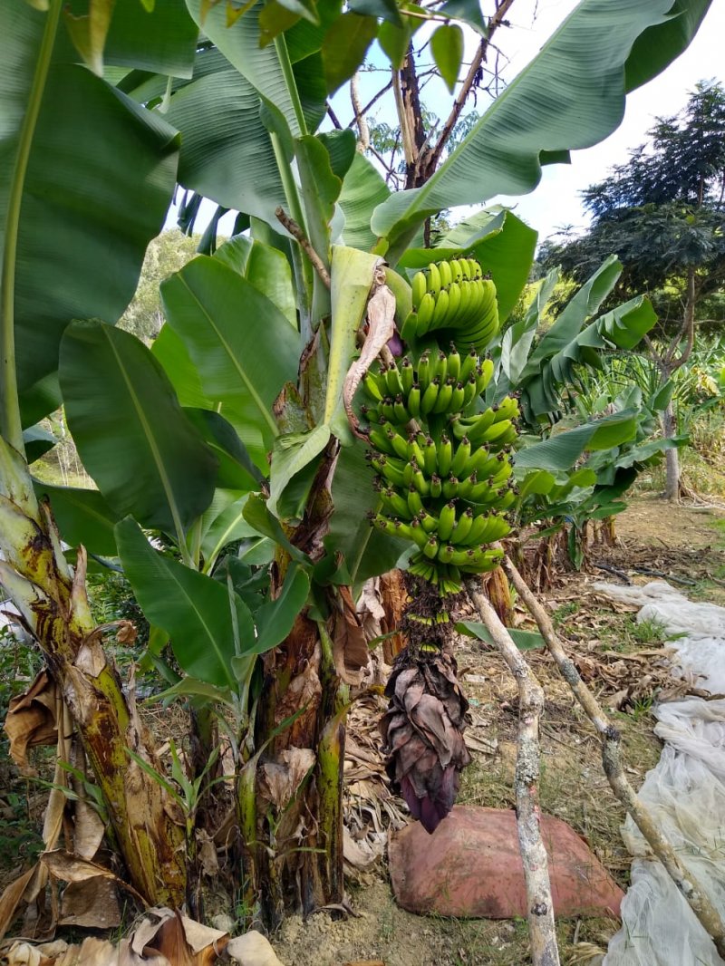 Fazenda à venda com 2 quartos, 120m² - Foto 11