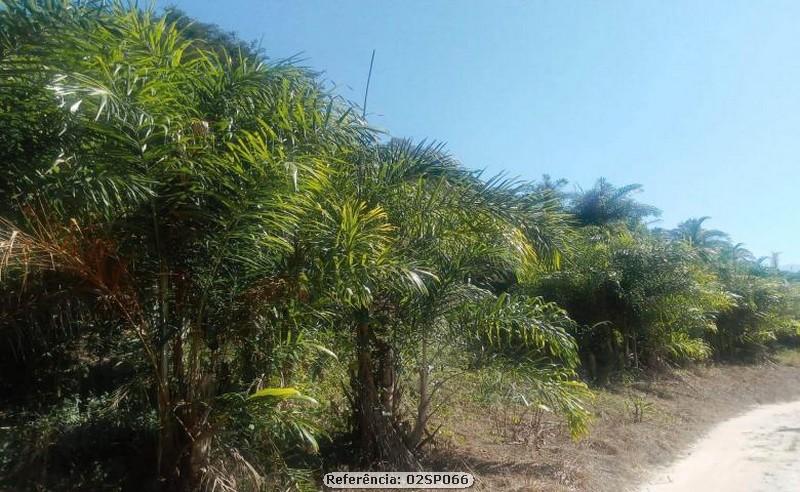 Fazenda à venda com 4 quartos, 120000m² - Foto 11