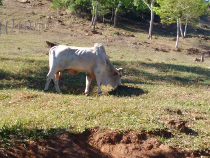 Chácara à venda - Foto 1