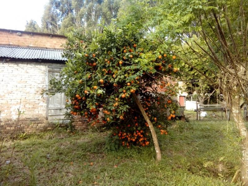 Fazenda à venda com 1 quarto, 30000m² - Foto 3