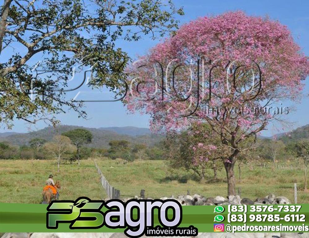 Fazenda-Sítio-Chácara, 78 hectares - Foto 4