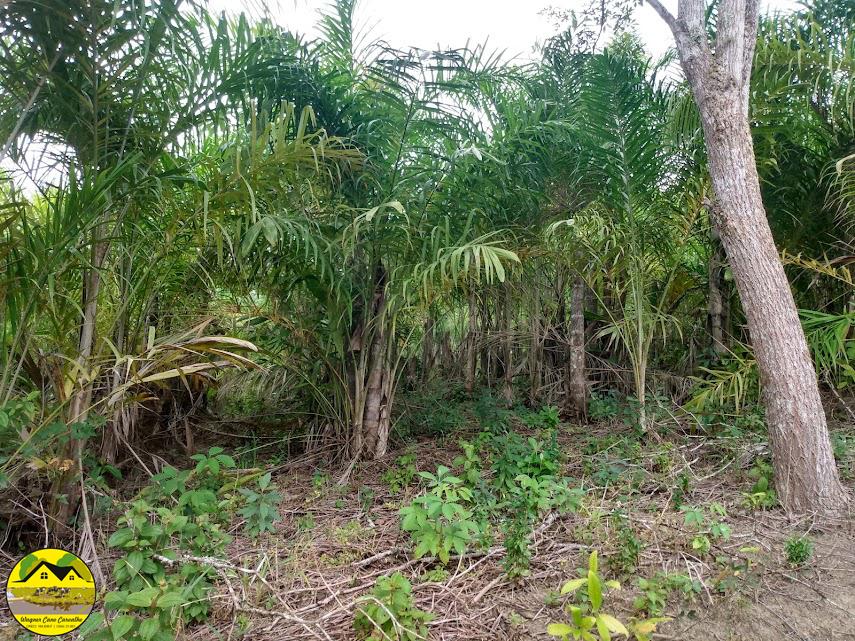 Fazenda à venda com 3 quartos, 30m² - Foto 20