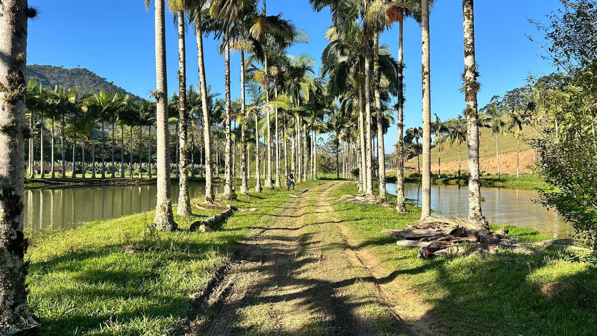 Sítio, 19 hectares - Foto 1