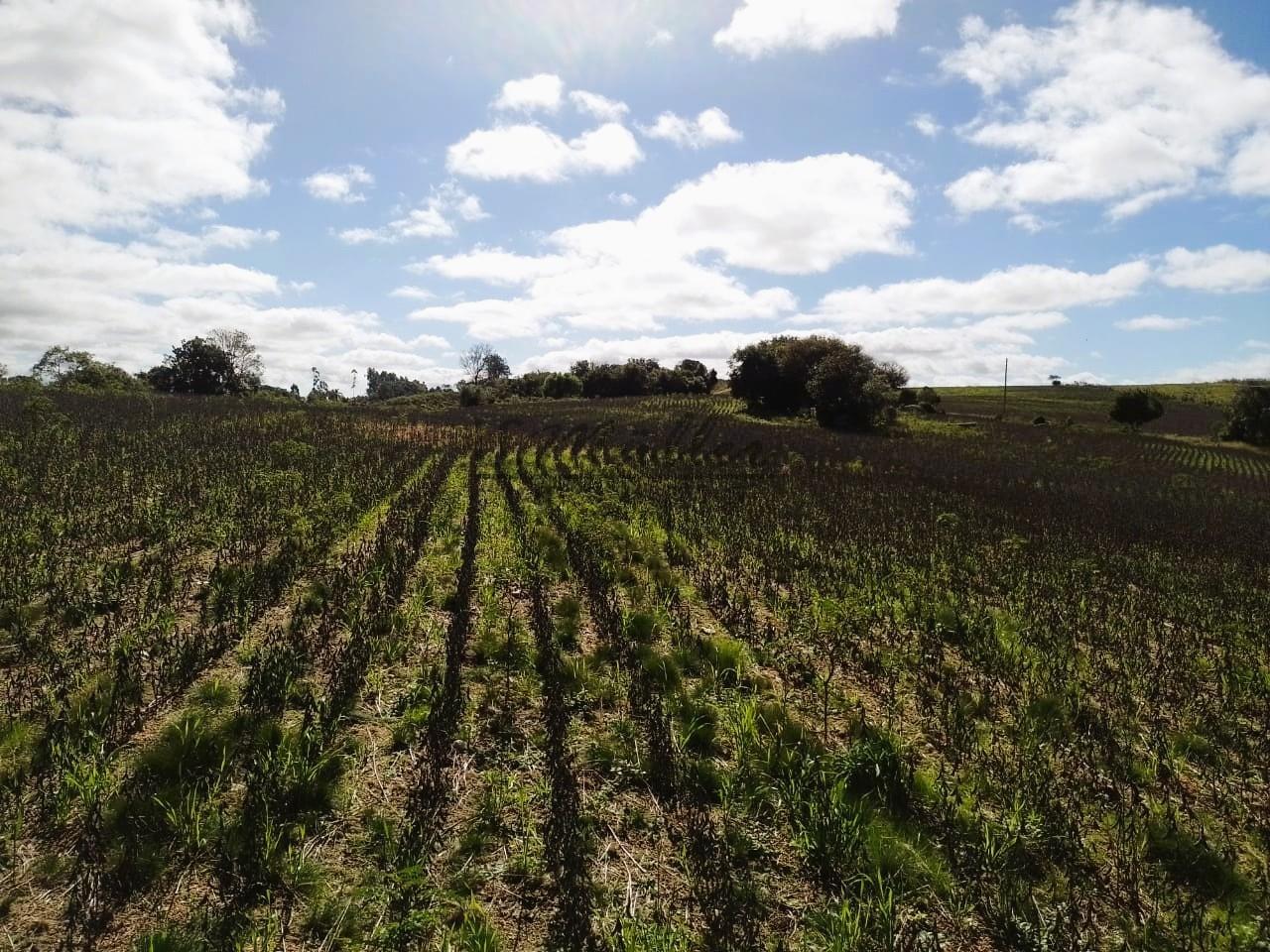 Fazenda-Sítio-Chácara, 50 m² - Foto 4