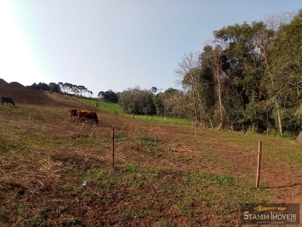 Fazenda à venda com 4 quartos, 3m² - Foto 31