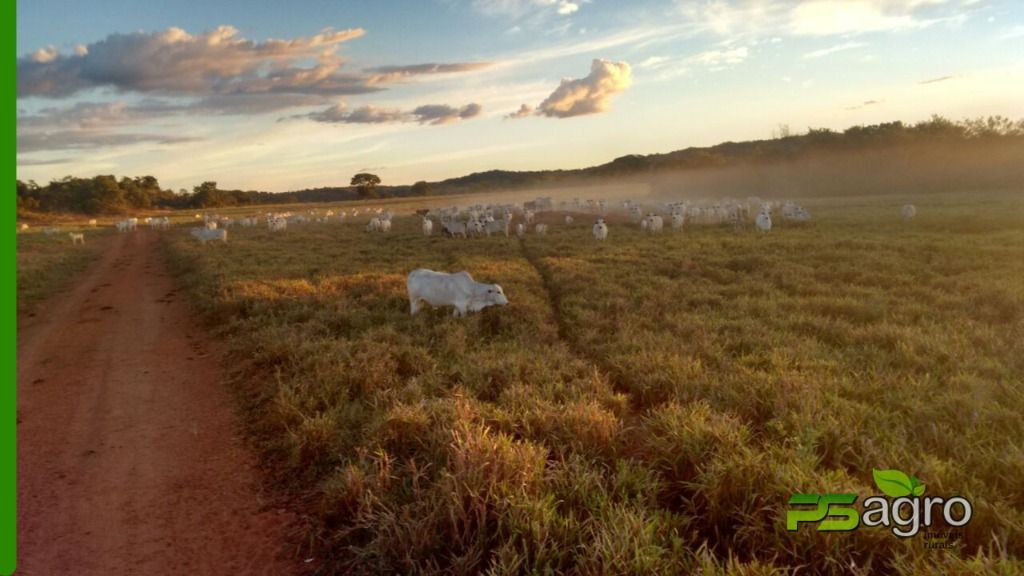 Fazenda à venda, 190000000M2 - Foto 5