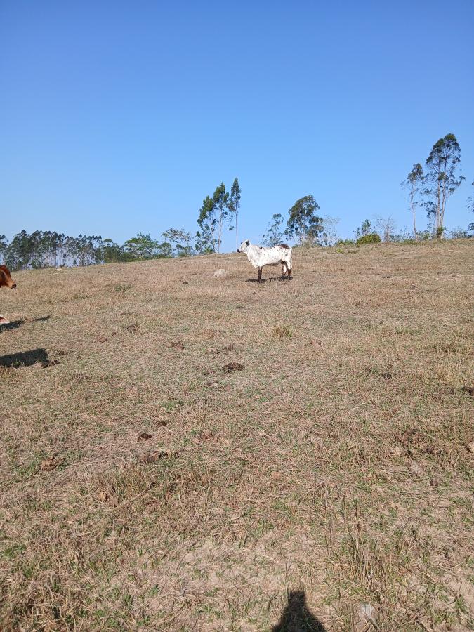 Fazenda à venda com 1 quarto, 96000m² - Foto 18