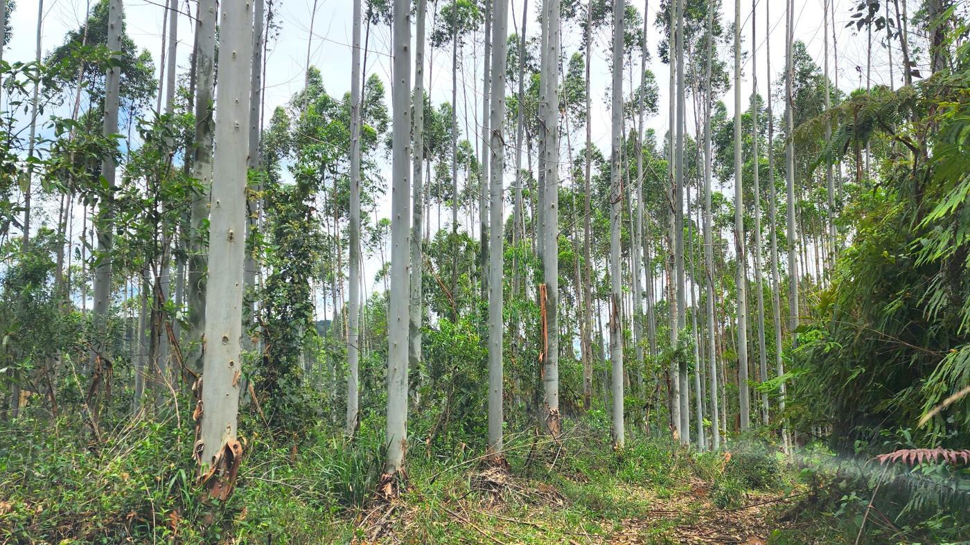 Fazenda à venda, 1564600m² - Foto 19