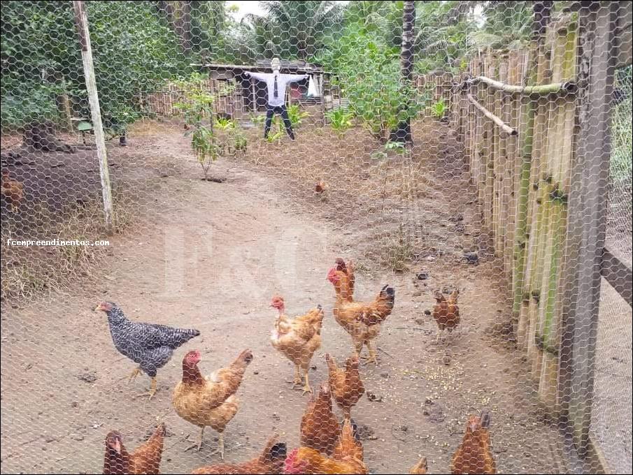 Fazenda à venda com 2 quartos, 9000m² - Foto 7