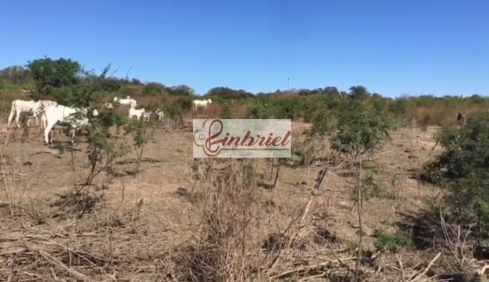 Fazenda à venda, 4600m² - Foto 11