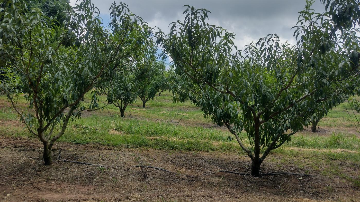 Fazenda à venda, 50000m² - Foto 31