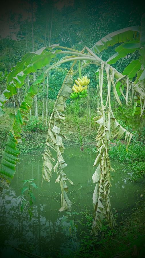 Fazenda à venda com 1 quarto, 10000m² - Foto 2