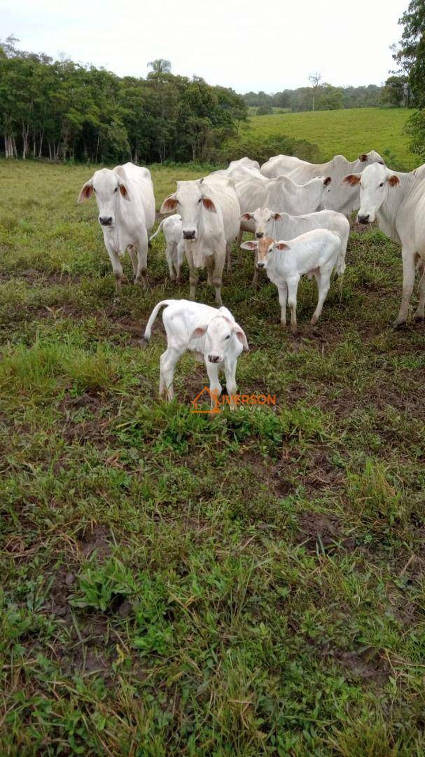 Fazenda à venda com 2 quartos, 2662000M2 - Foto 19