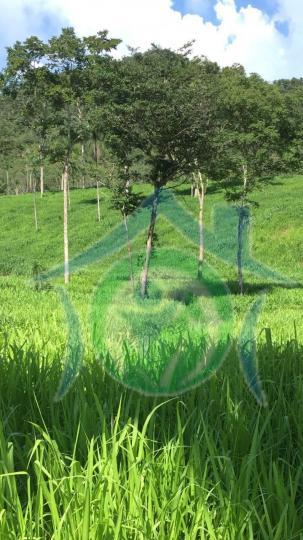 Fazenda-Sítio-Chácara - Foto 1