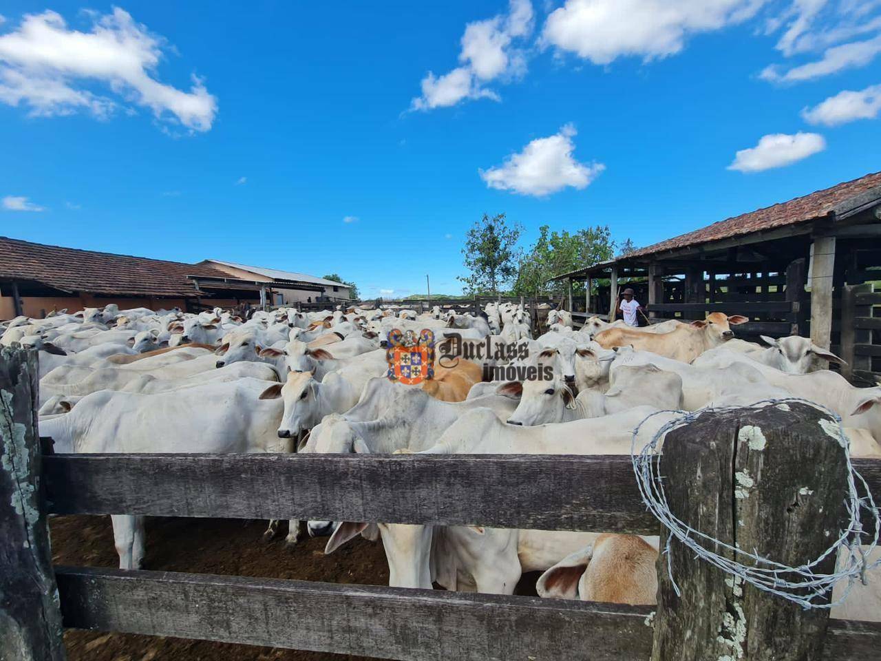 Fazenda à venda, 1258400M2 - Foto 33