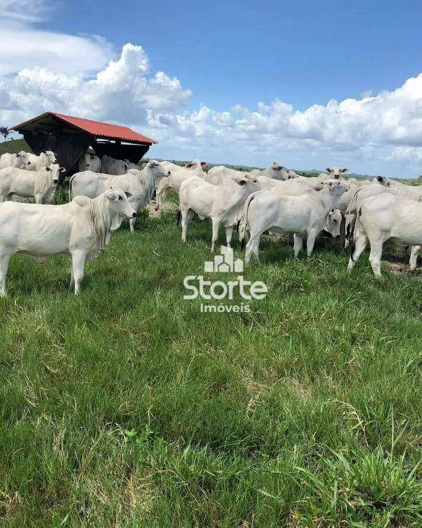 Fazenda à venda, 60000000M2 - Foto 7