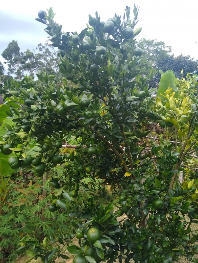 Chácara, 2 quartos, 120 m² - Foto 14