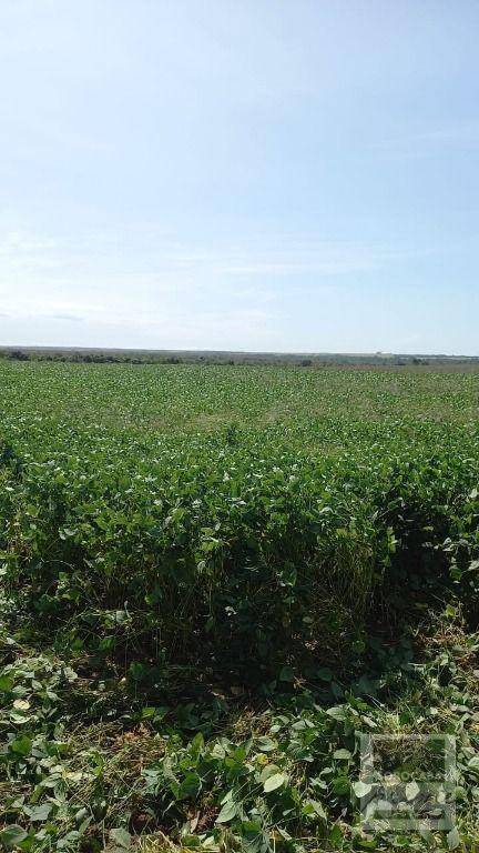 Fazenda, 17500 hectares - Foto 4