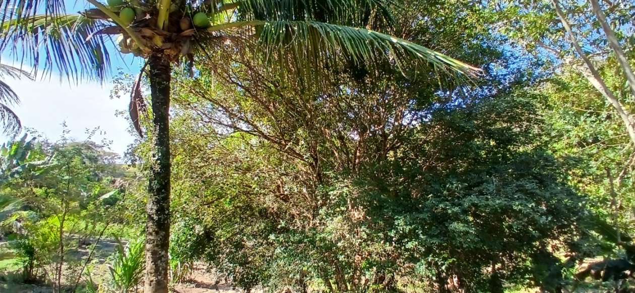 Sítio à venda com 1 quarto, 24800m² - Foto 30