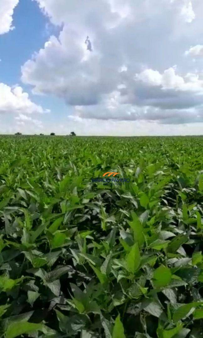 Fazenda, 339 hectares - Foto 5