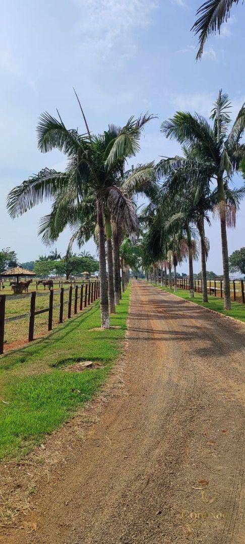 Fazenda-Sítio-Chácara, 136 hectares - Foto 21